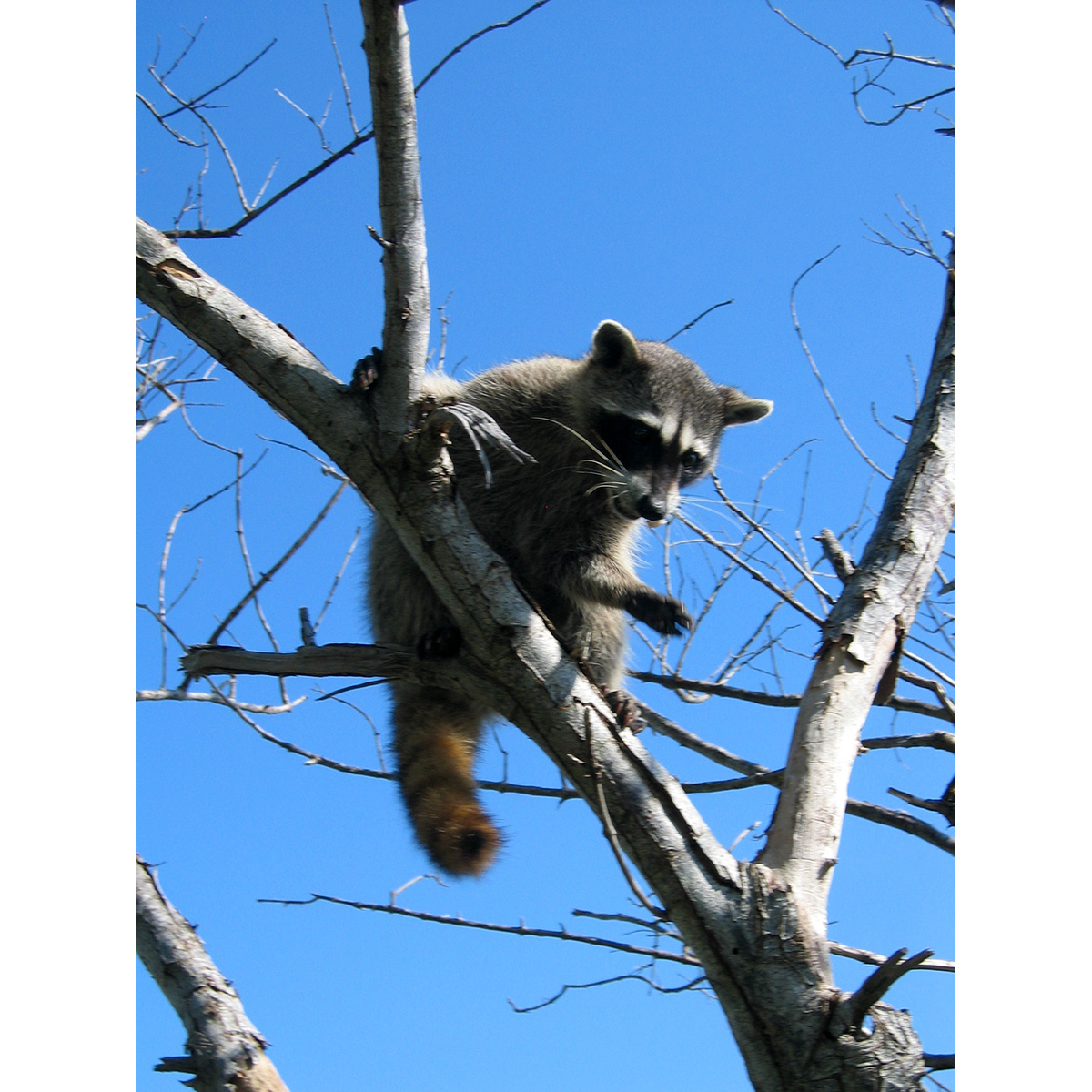 Косумельский енот (Procyon pygmaeus) Фото №7