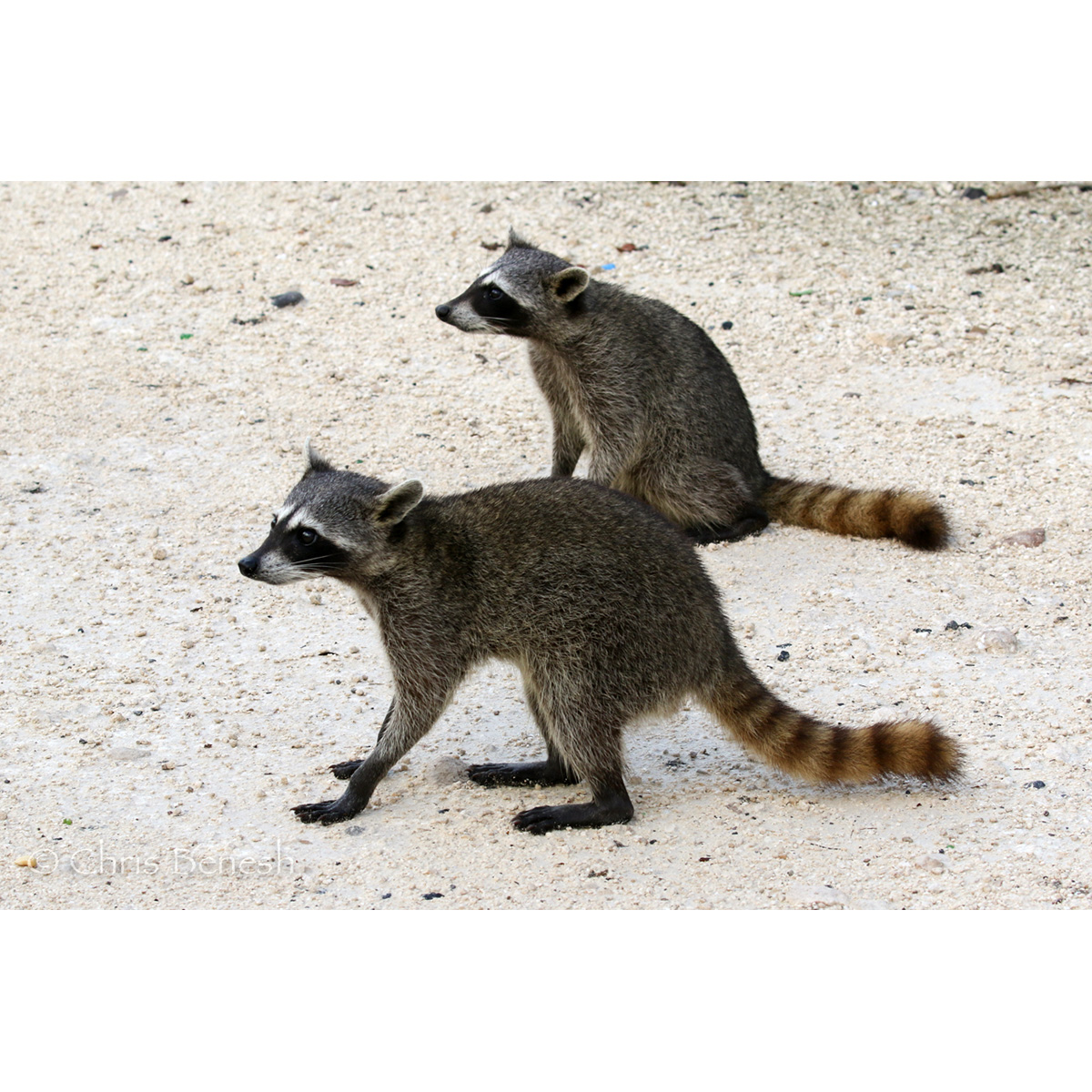 Косумельский енот (Procyon pygmaeus) Фото №8