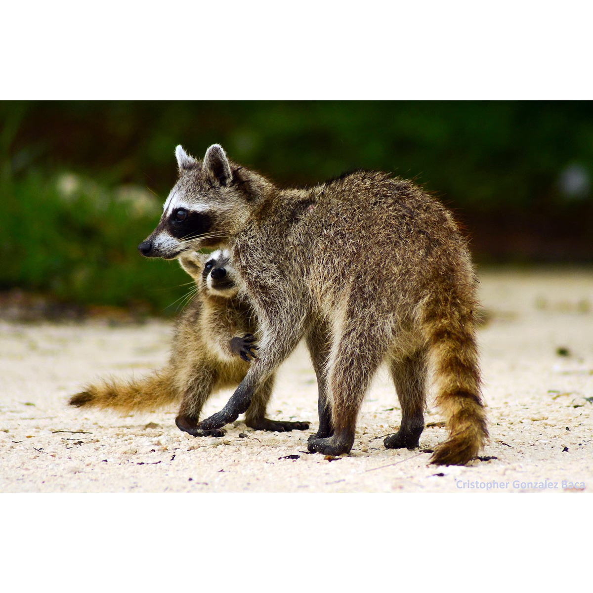 Косумельский енот (Procyon pygmaeus) Фото №9
