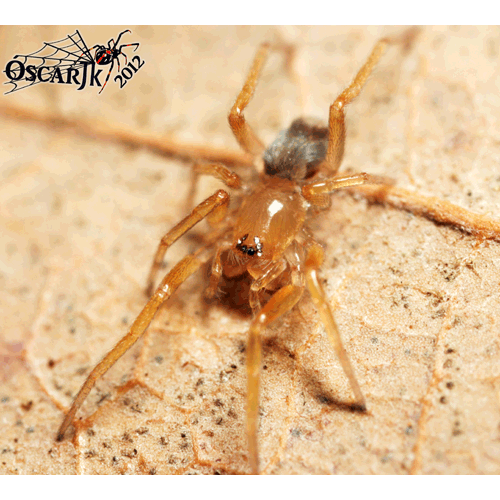 Семейство Prodidomidae фото
