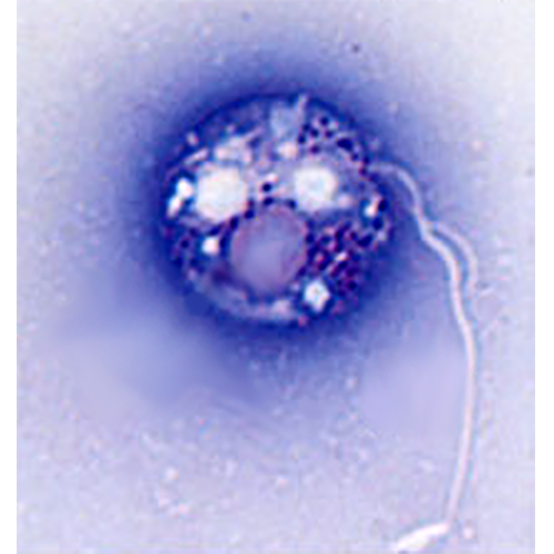 Отряд Prokinetoplastida фото
