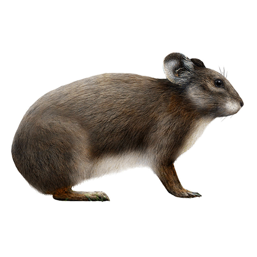 Семейство Prolagidae  фото