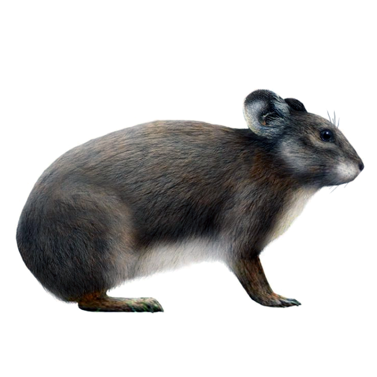 †Сардинская пищуха (Prolagus sardus) Фото №1