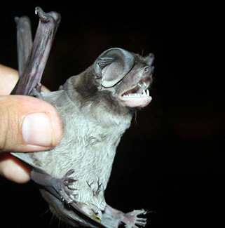 Promops centralis davisoni