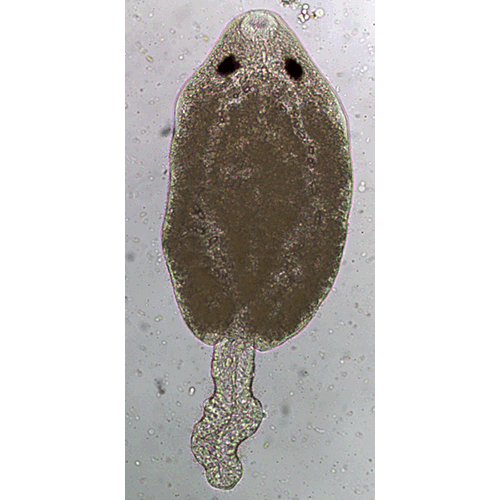 Семейство Pronocephalidae фото