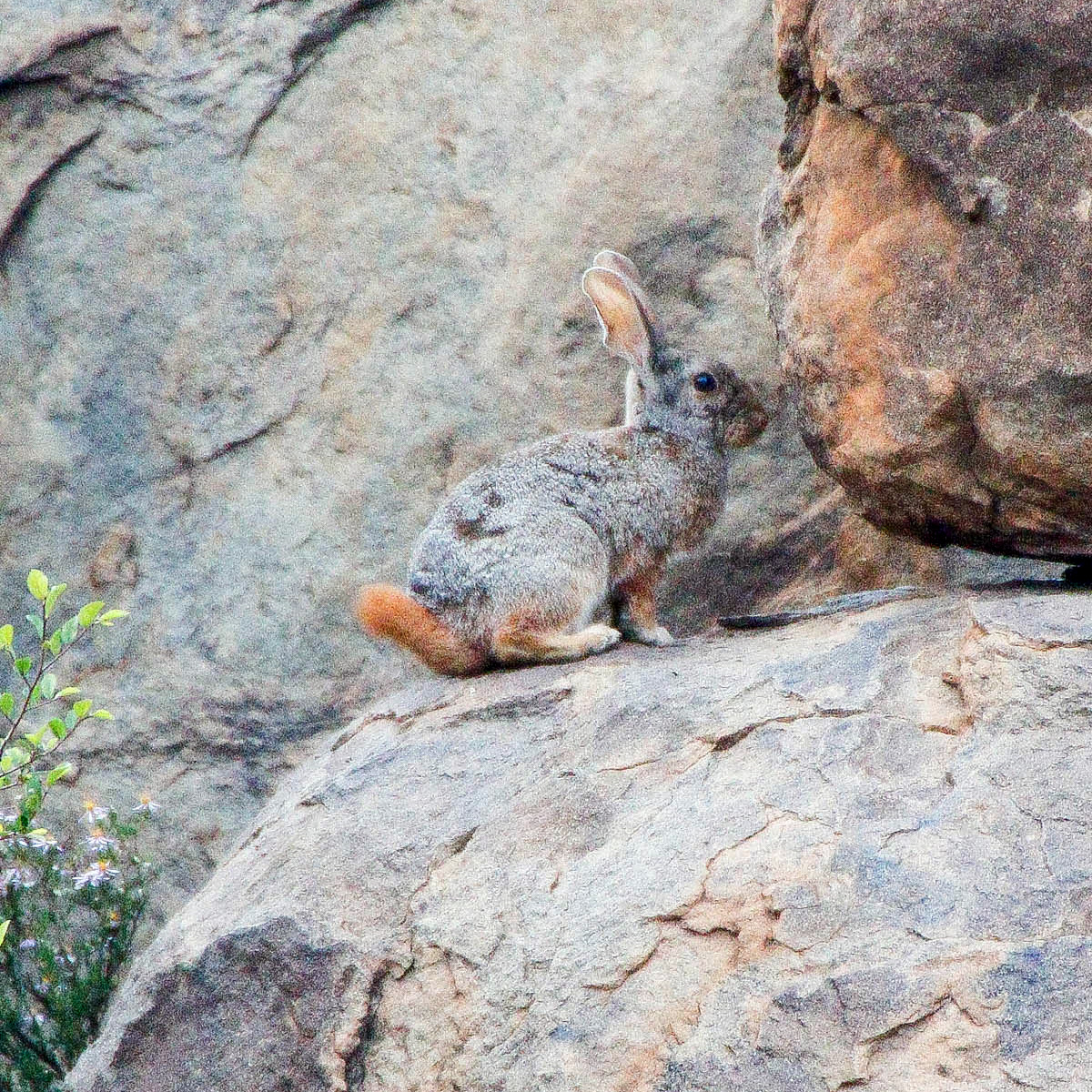 Южноафриканский кролик (Pronolagus crassicaudatus) Фото №3