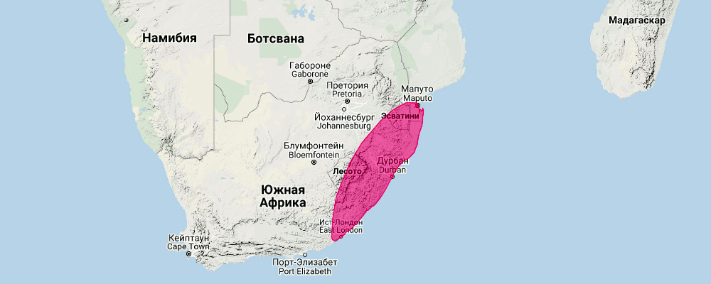 Южноафриканский кролик (Pronolagus crassicaudatus) Ареал обитания на карте
