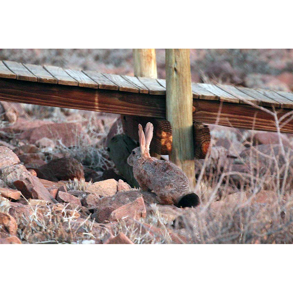 Рыжий кролик (Pronolagus randensis) Фото №2