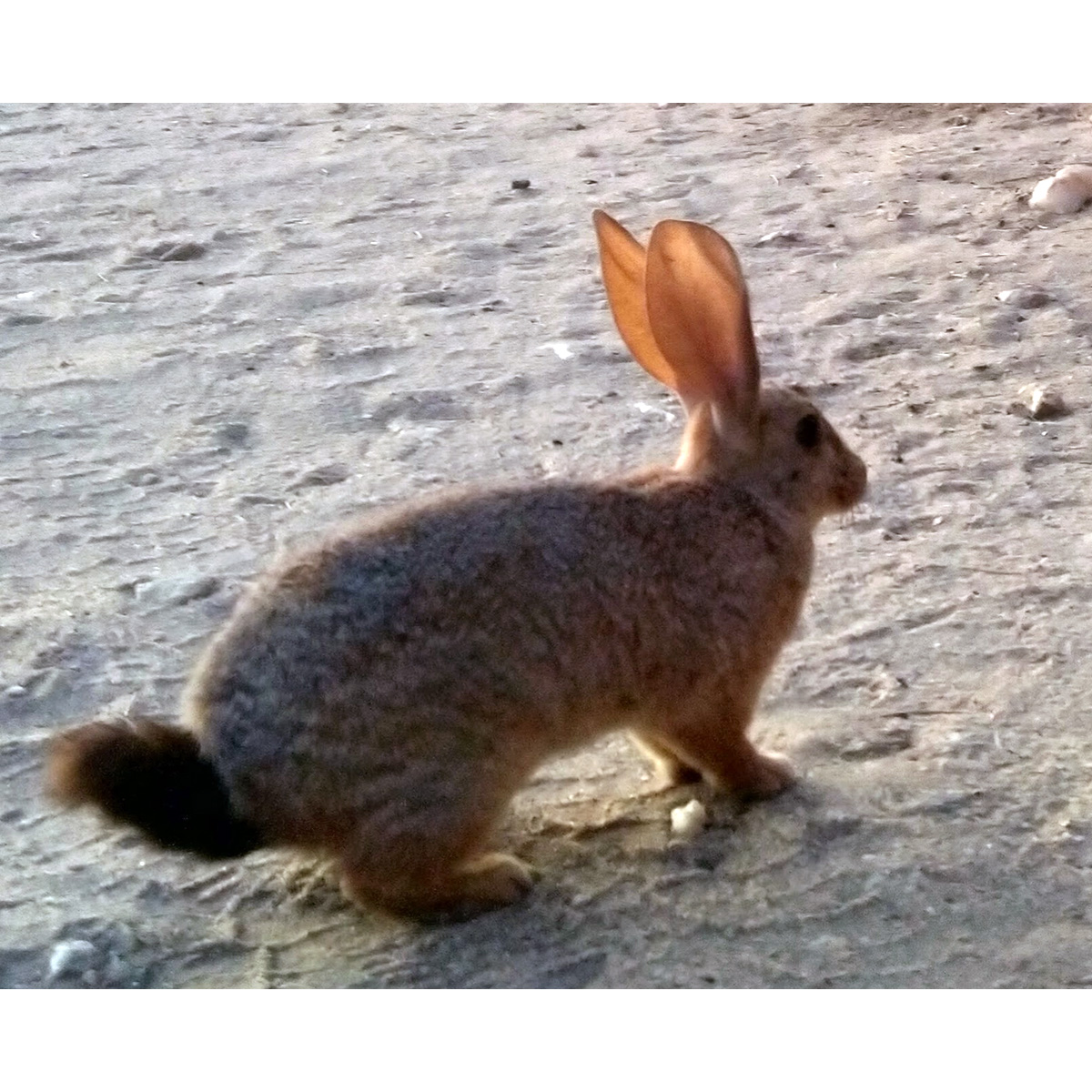 Рыжий кролик (Pronolagus randensis) Фото №5