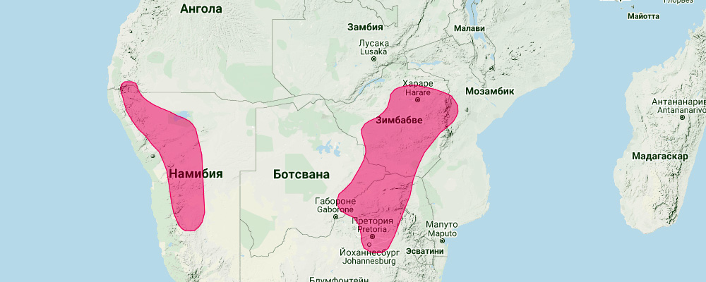 Рыжий кролик (Pronolagus randensis) Ареал обитания на карте