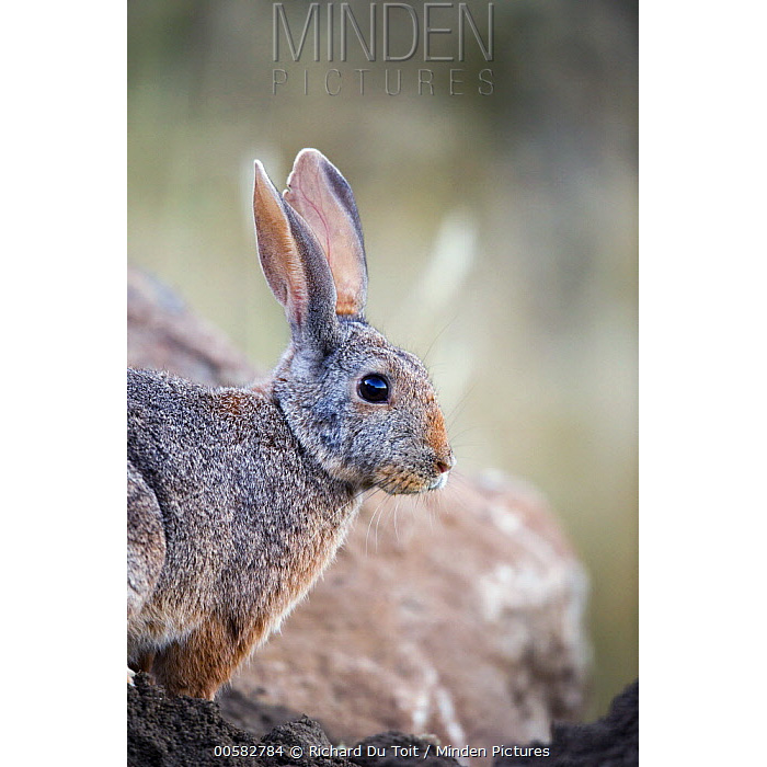 Кролик Смита (Pronolagus rupestris) Фото №10