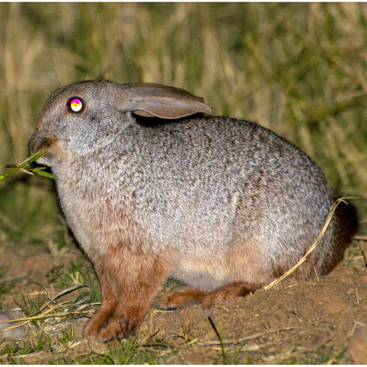 Кролик Смита (Pronolagus rupestris) Фото №2