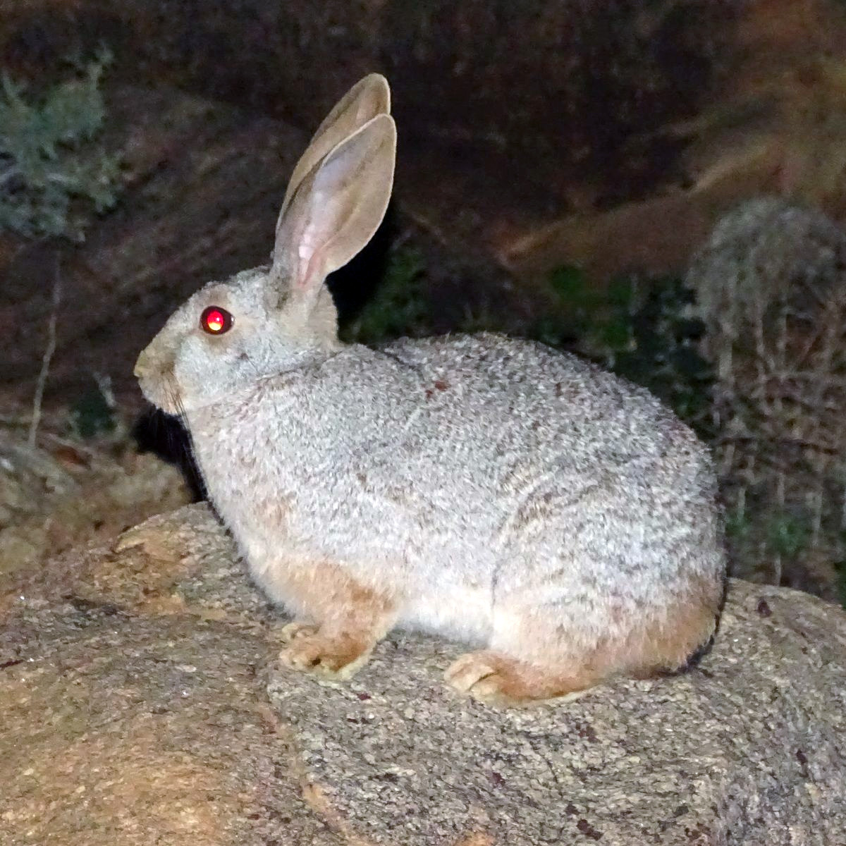 Кролик Смита (Pronolagus rupestris) Фото №4