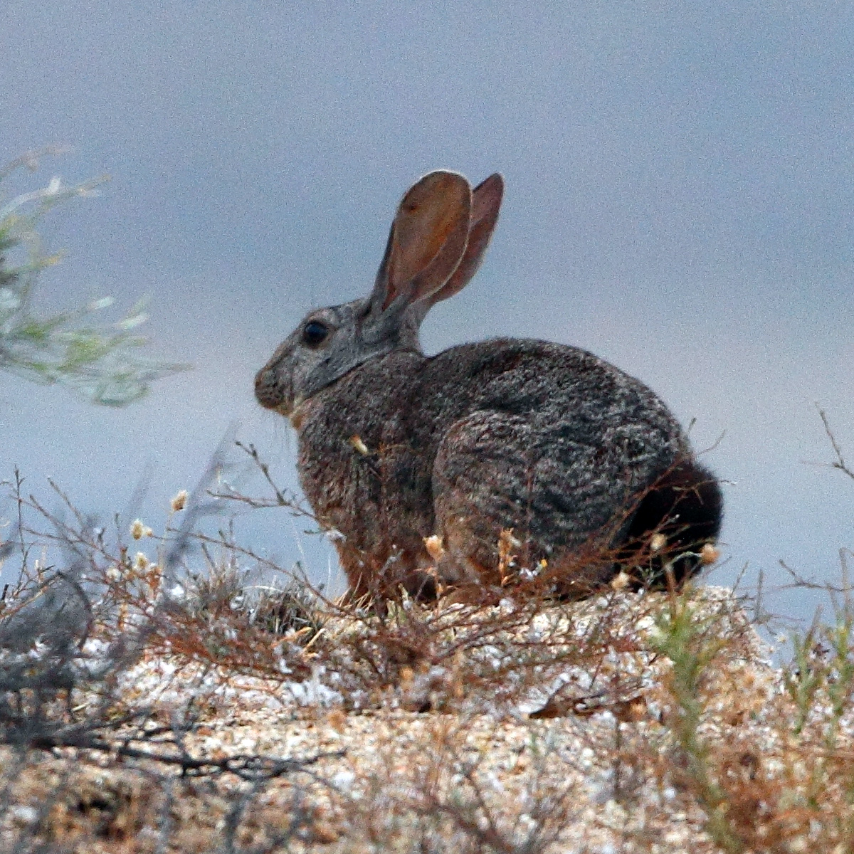 Кролик Смита (Pronolagus rupestris) Фото №5
