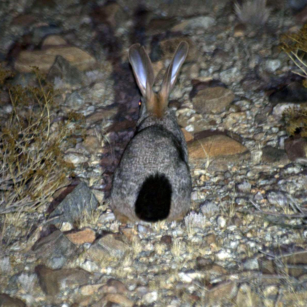 Кролик Смита (Pronolagus rupestris) Фото №7