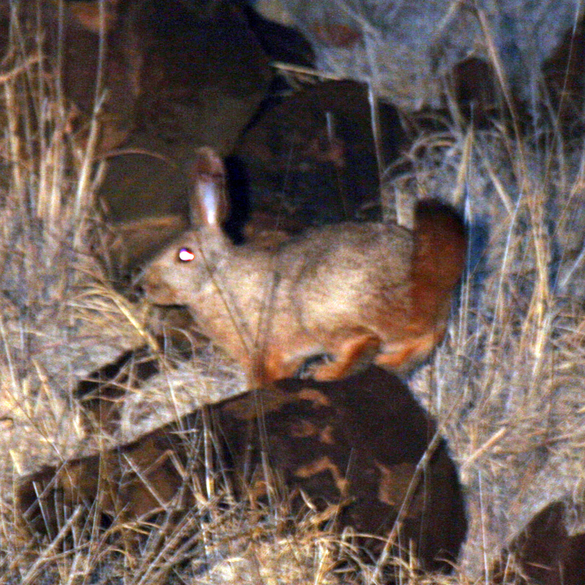 Кролик Смита (Pronolagus rupestris) Фото №8