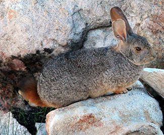 Pronolagus rupestris saundersiae