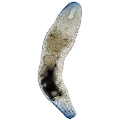 Семейство Proporidae  фото