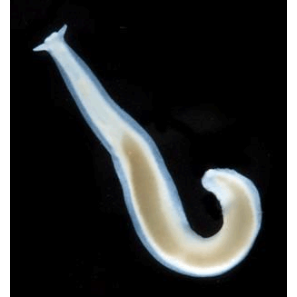 Семейство Prorhynchidae  фото
