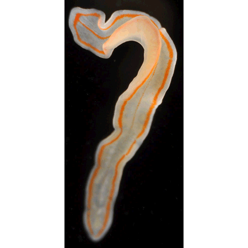 Семейство Prosthiostomidae  фото