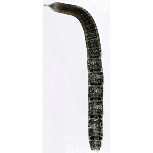 Семейство Proteocephalidae  фото