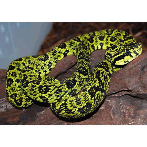  Род Protobothrops  фото