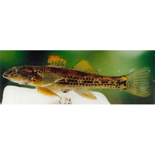 Род Protogobius фото