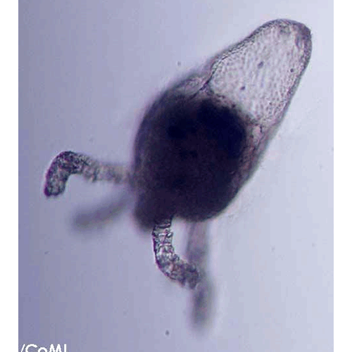 Семейство Protohydridae  фото