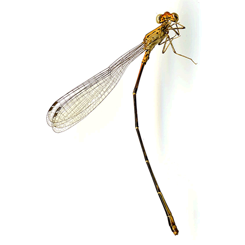 Семейство Protoneuridae фото