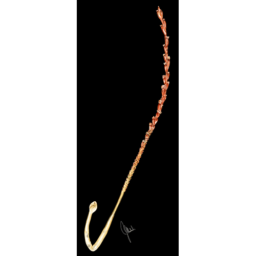 Семейство Protoptilidae  фото