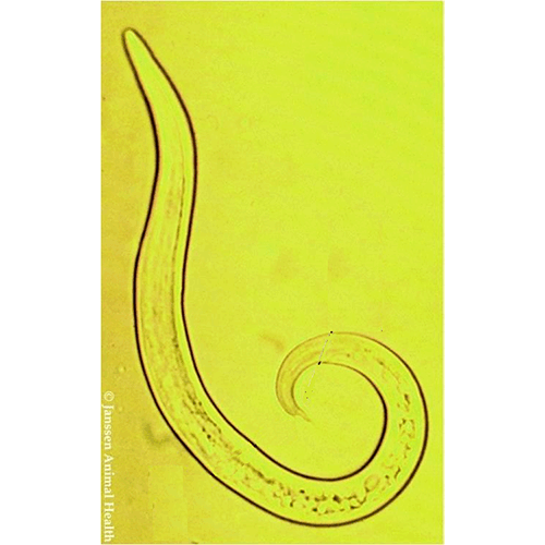 Семейство Protostrongylidae  фото