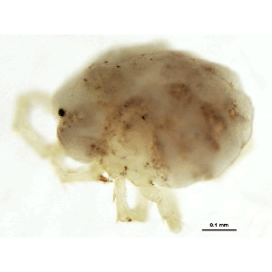 Семейство Protziidae фото