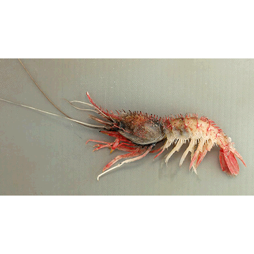 Семейство Psalidopodoidea фото