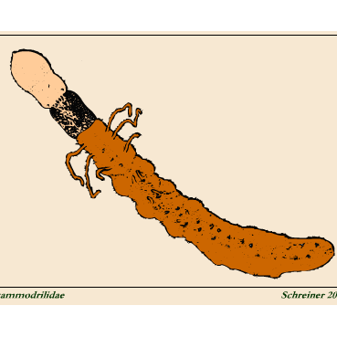 Семейство Psammodrilidae фото