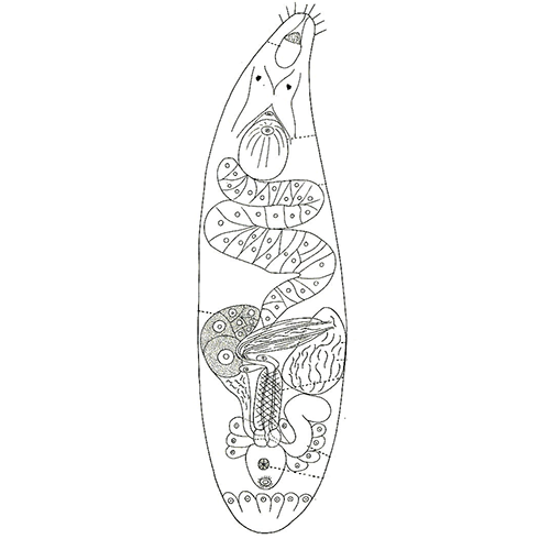 Семейство Psammorhynchidae  фото