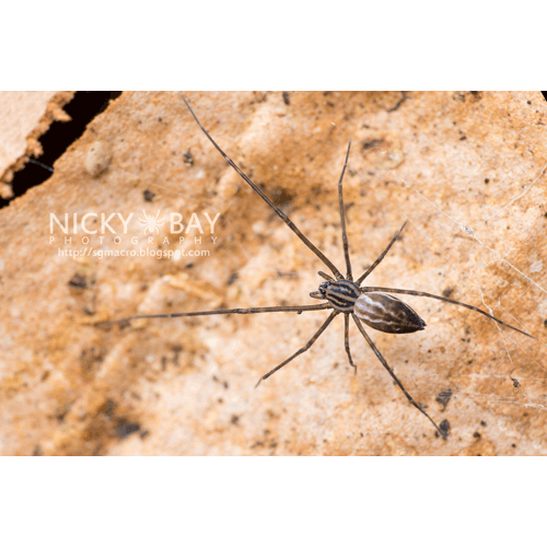 Семейство Psechridae фото