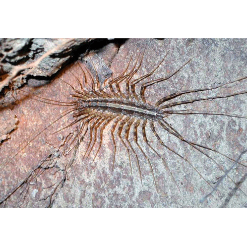 Семейство Pselliodidae фото