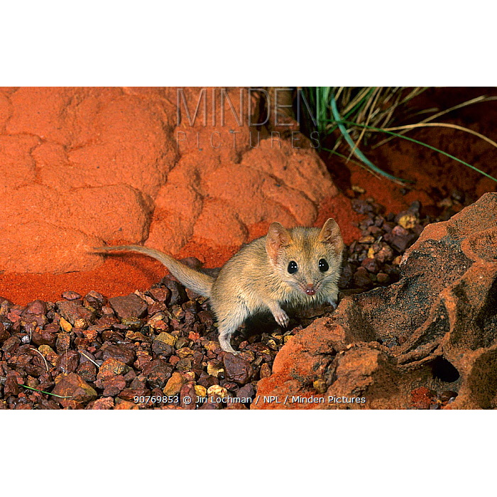 Толстохвостая сумчатая мышь (Pseudantechinus macdonnellensis) Фото №8