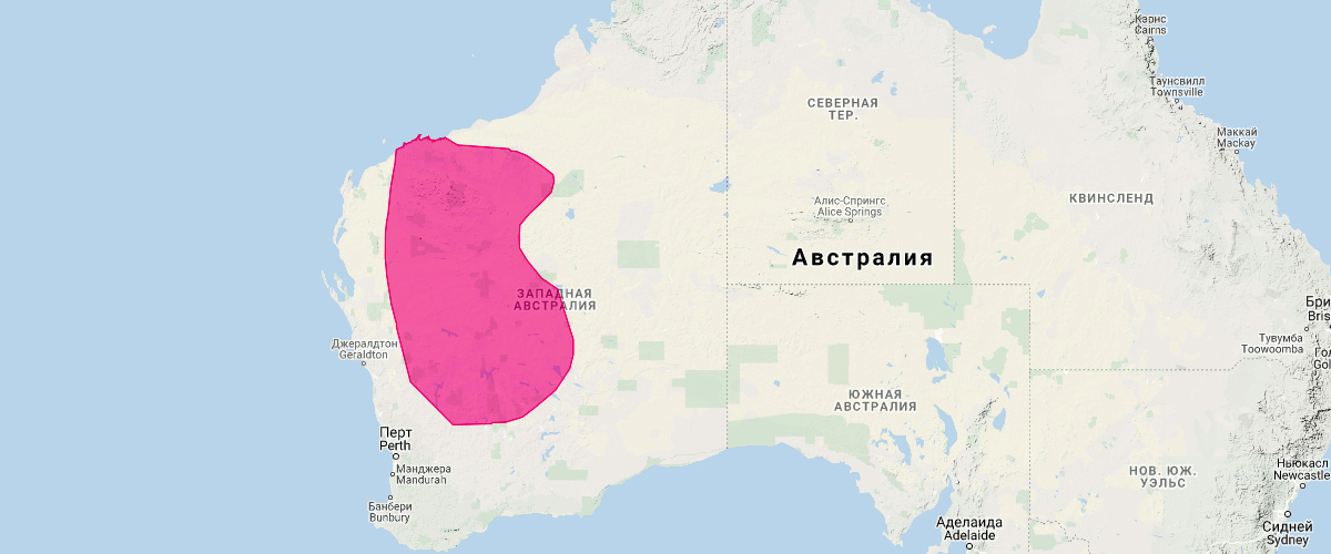Сумчатая мышь Вулли (Pseudantechinus woolleyae) Ареал обитания на карте