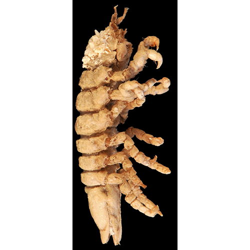 Семейство Pseudidotheidae фото