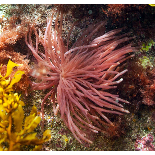 Семейство Pseudoanemoniaceae фото