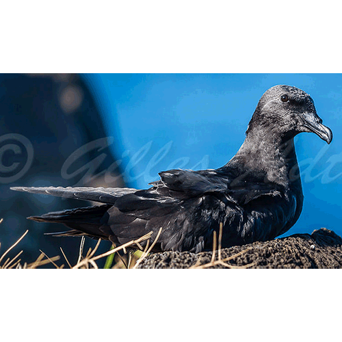  Род Pseudobulweria  фото
