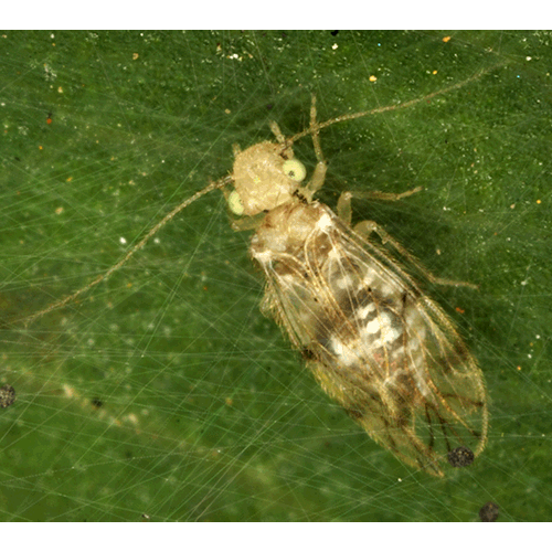 Семейство Pseudocaeciliidae фото
