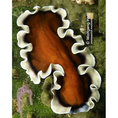 Семейство Pseudoceritidae  фото