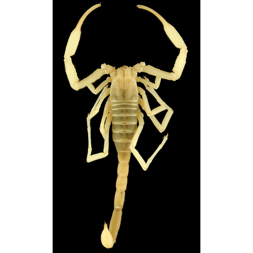 Семейство Pseudochactidae фото