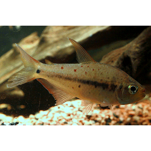  Род Pseudochalceus  фото