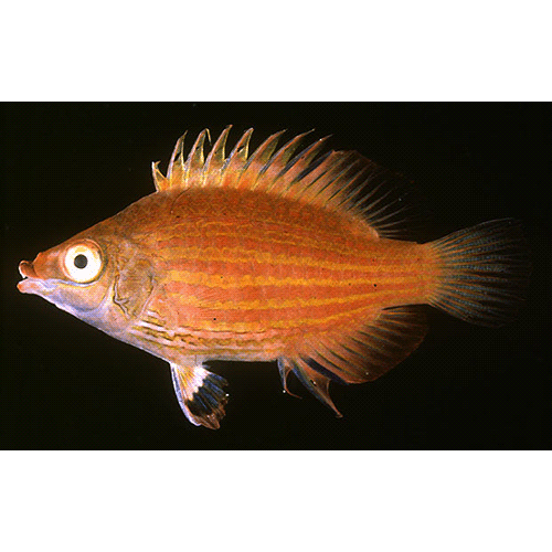 Род Pseudocheilinops фото