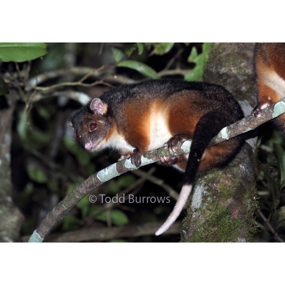 Восточный кускус (Pseudocheirus peregrinus) Фото №2