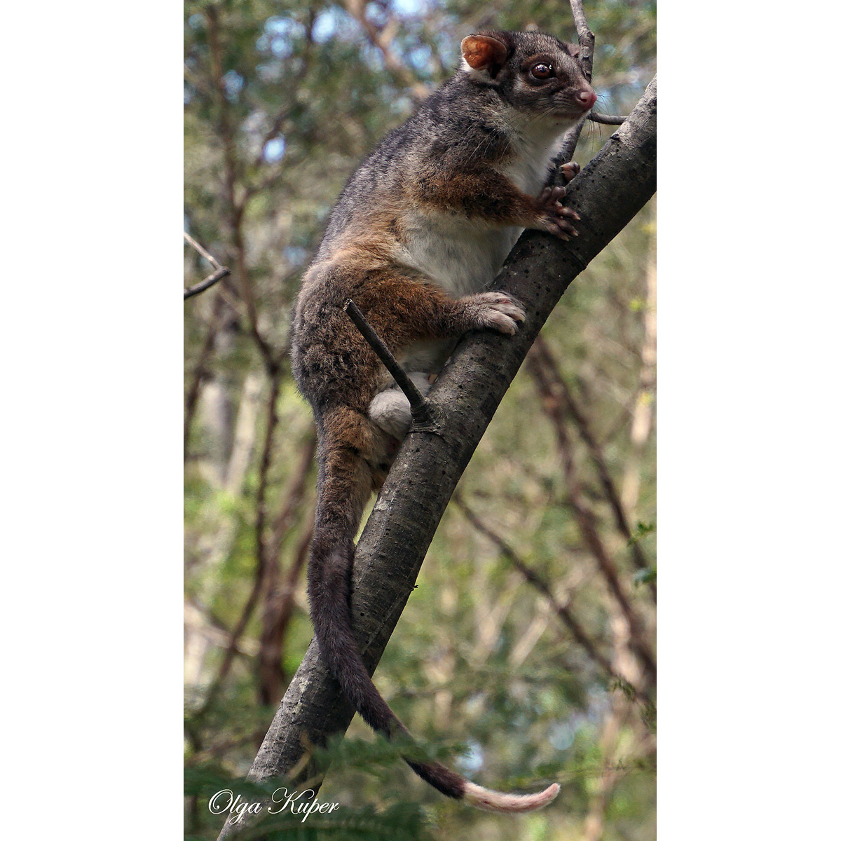 Восточный кускус (Pseudocheirus peregrinus) Фото №3