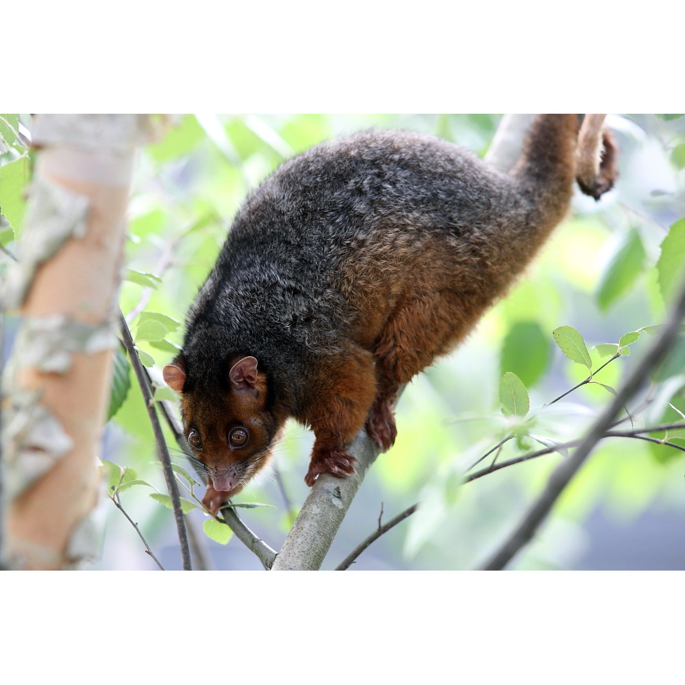 Восточный кускус (Pseudocheirus peregrinus) Фото №4